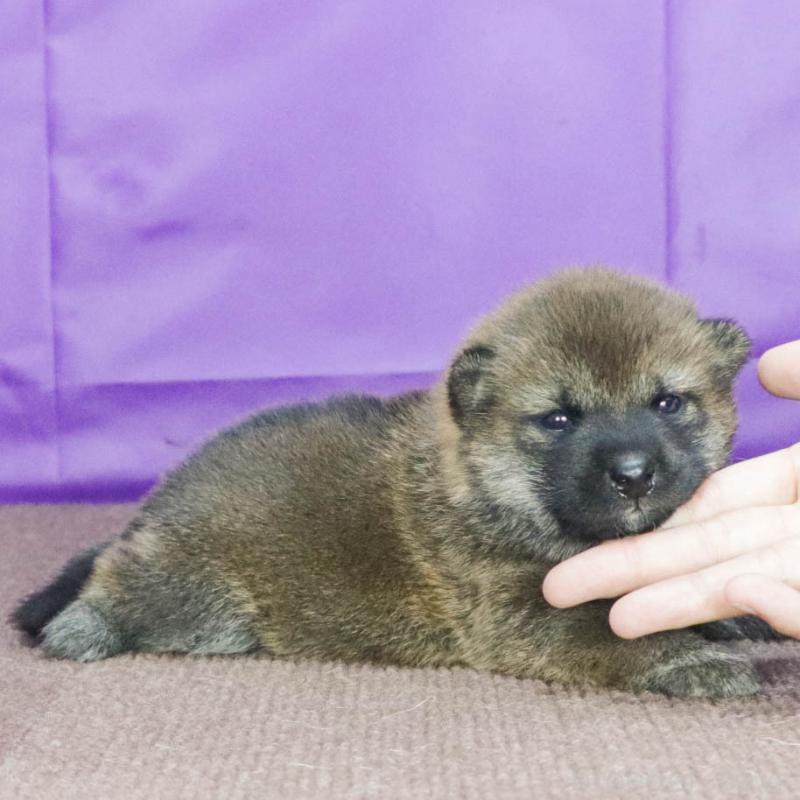 販売中の愛知県の柴犬-409015の3枚目